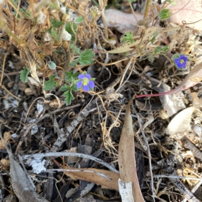 Erodium crinitum (Native Crowfoot) at Fentons Creek, VIC - 3 Dec 2021 by KL