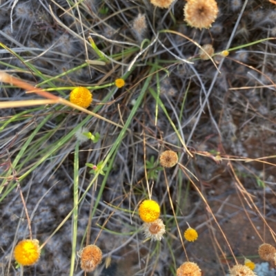 Leptorhynchos squamatus (Scaly Buttons) at Fentons Creek, VIC - 4 Dec 2021 by KL