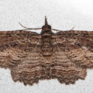 Chloroclystis filata at Melba, ACT - 25 Sep 2021