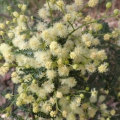 Acacia mearnsii (Black Wattle) at Aranda Bushland - 6 Dec 2021 by drakes