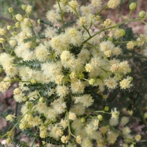 Acacia mearnsii at Cook, ACT - 6 Dec 2021