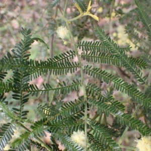 Acacia mearnsii at Cook, ACT - 6 Dec 2021 08:31 AM