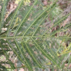 Acacia mearnsii at Cook, ACT - 6 Dec 2021