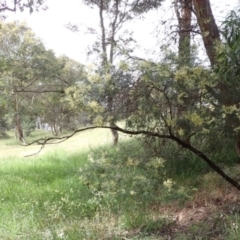 Acacia mearnsii at Cook, ACT - 6 Dec 2021