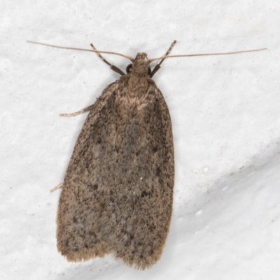 Chezala privatella (A Concealer moth) at Melba, ACT - 26 Sep 2021 by kasiaaus