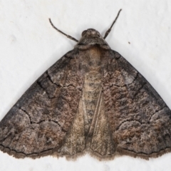 Dysbatus undescribed species (A Line-moth) at Melba, ACT - 27 Sep 2021 by kasiaaus