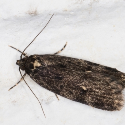 Barea codrella (A concealer moth) at Melba, ACT - 27 Sep 2021 by kasiaaus