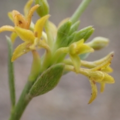 Pimelea curviflora (Curved Rice-flower) at Cook, ACT - 5 Dec 2021 by drakes