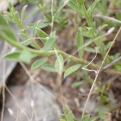 Pimelea curviflora at Cook, ACT - 6 Dec 2021