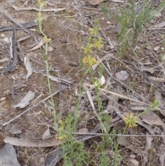 Pimelea curviflora at Cook, ACT - 6 Dec 2021