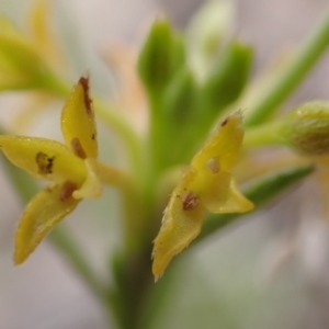 Pimelea curviflora at Cook, ACT - 6 Dec 2021