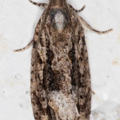 Thrincophora lignigerana (A Tortricid moth) at Melba, ACT - 27 Sep 2021 by kasiaaus