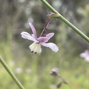 Arthropodium milleflorum at Booth, ACT - 6 Dec 2021 03:51 PM