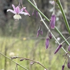 Arthropodium milleflorum at Booth, ACT - 6 Dec 2021 03:51 PM