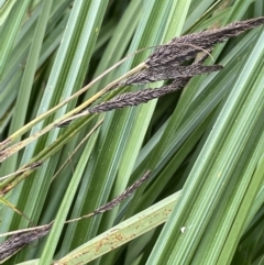 Carex polyantha (A Sedge) at Booth, ACT - 6 Dec 2021 by JaneR