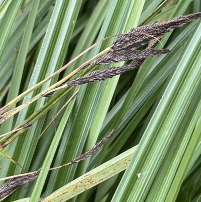 Carex polyantha (A Sedge) at Booth, ACT - 6 Dec 2021 by JaneR