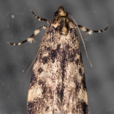 Barea codrella (A concealer moth) at Melba, ACT - 27 Sep 2021 by kasiaaus