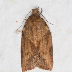 Epiphyas postvittana (Light Brown Apple Moth) at Melba, ACT - 27 Sep 2021 by kasiaaus