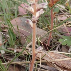 Orobanche minor (Broomrape) at Cook, ACT - 6 Dec 2021 by drakes