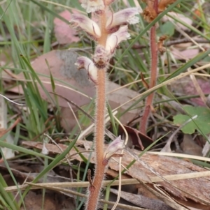 Orobanche minor at Cook, ACT - 6 Dec 2021 08:01 AM