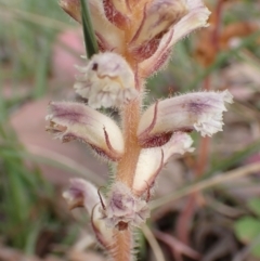 Orobanche minor at Cook, ACT - 6 Dec 2021 08:01 AM