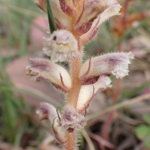 Orobanche minor at Cook, ACT - 6 Dec 2021 08:01 AM