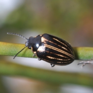 Pictacara crassa at Cotter River, ACT - 23 Nov 2021 02:15 PM