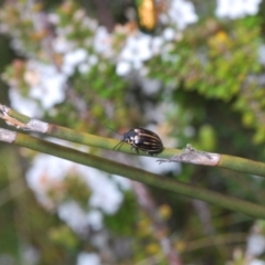 Pictacara crassa at Cotter River, ACT - 23 Nov 2021 02:15 PM