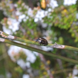 Pictacara crassa at Cotter River, ACT - 23 Nov 2021