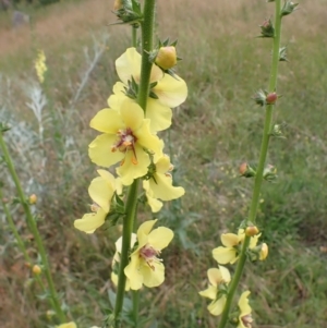 Verbascum virgatum at Cook, ACT - 6 Dec 2021