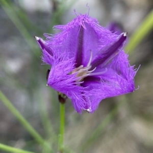 Thysanotus tuberosus at Rendezvous Creek, ACT - 6 Dec 2021