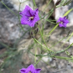 Thysanotus tuberosus at Rendezvous Creek, ACT - 6 Dec 2021