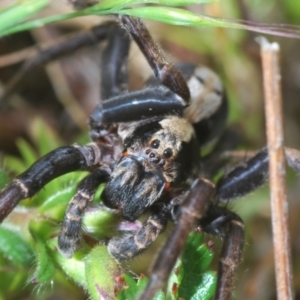 Artoria sp. (genus) at Cotter River, ACT - 23 Nov 2021