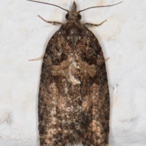 Thrincophora impletana at Melba, ACT - 27 Sep 2021