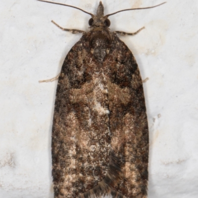 Thrincophora impletana (a Tortrix moth) at Melba, ACT - 27 Sep 2021 by kasiaaus