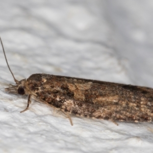 Thrincophora impletana at Melba, ACT - 27 Sep 2021