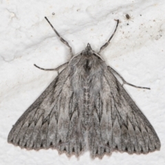 Cyneoterpna wilsoni (Cyneoterpna wilsoni) at Melba, ACT - 27 Sep 2021 by kasiaaus