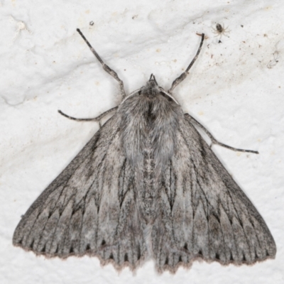 Cyneoterpna wilsoni (Cyneoterpna wilsoni) at Melba, ACT - 27 Sep 2021 by kasiaaus