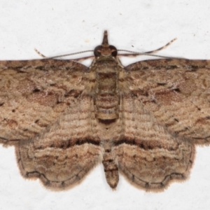 Chloroclystis filata at Melba, ACT - 27 Sep 2021