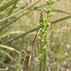 Microtis sp. (Onion Orchid) at Booth, ACT - 6 Dec 2021 by JaneR