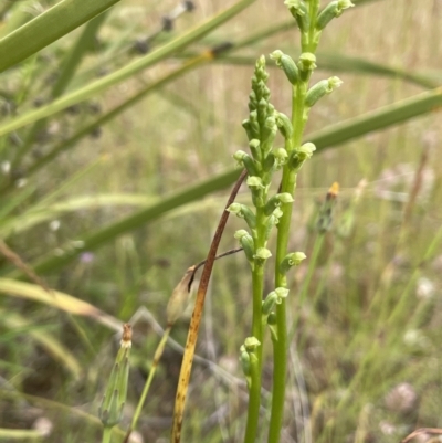 Microtis (genus) (onion orchids) at Booth, ACT - 6 Dec 2021 by JaneR