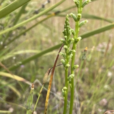 Microtis sp. (Onion Orchid) at Booth, ACT - 6 Dec 2021 by JaneR