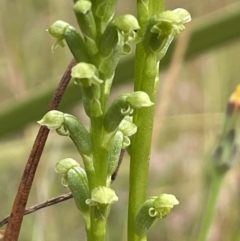 Microtis sp. at Booth, ACT - suppressed