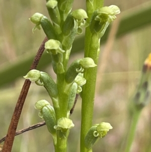 Microtis sp. at Booth, ACT - suppressed