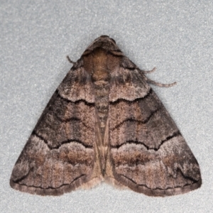 Dysbatus undescribed species at Melba, ACT - 28 Sep 2021