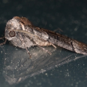 Dysbatus undescribed species at Melba, ACT - 28 Sep 2021 10:44 PM