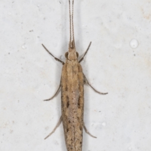 Plutella (genus) at Melba, ACT - 28 Sep 2021