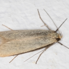 Philobota productella (Pasture Tunnel Moth) at Melba, ACT - 28 Sep 2021 by kasiaaus