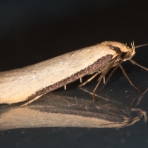 Philobota mathematica group undescribed species. at Melba, ACT - 28 Sep 2021