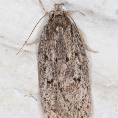 Chezala privatella (A Concealer moth) at Melba, ACT - 28 Sep 2021 by kasiaaus